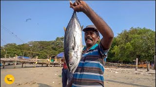 Biggest Giant Tuna Fish Catch & Cook In Fort Kochi Beach, Kerala Rs. 2500/- Only l Kochi Food Tour