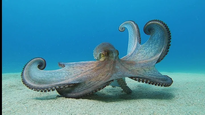Octopus Glides Along Ocean Floor || ViralHog