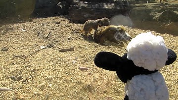 Shaun the sheep visits the meerkats