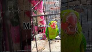 Aaj Ka Simple Daily Vlog 🌿 | Tote ke sath masti 🐦 + Naye paudhe 🌱 | Village Life