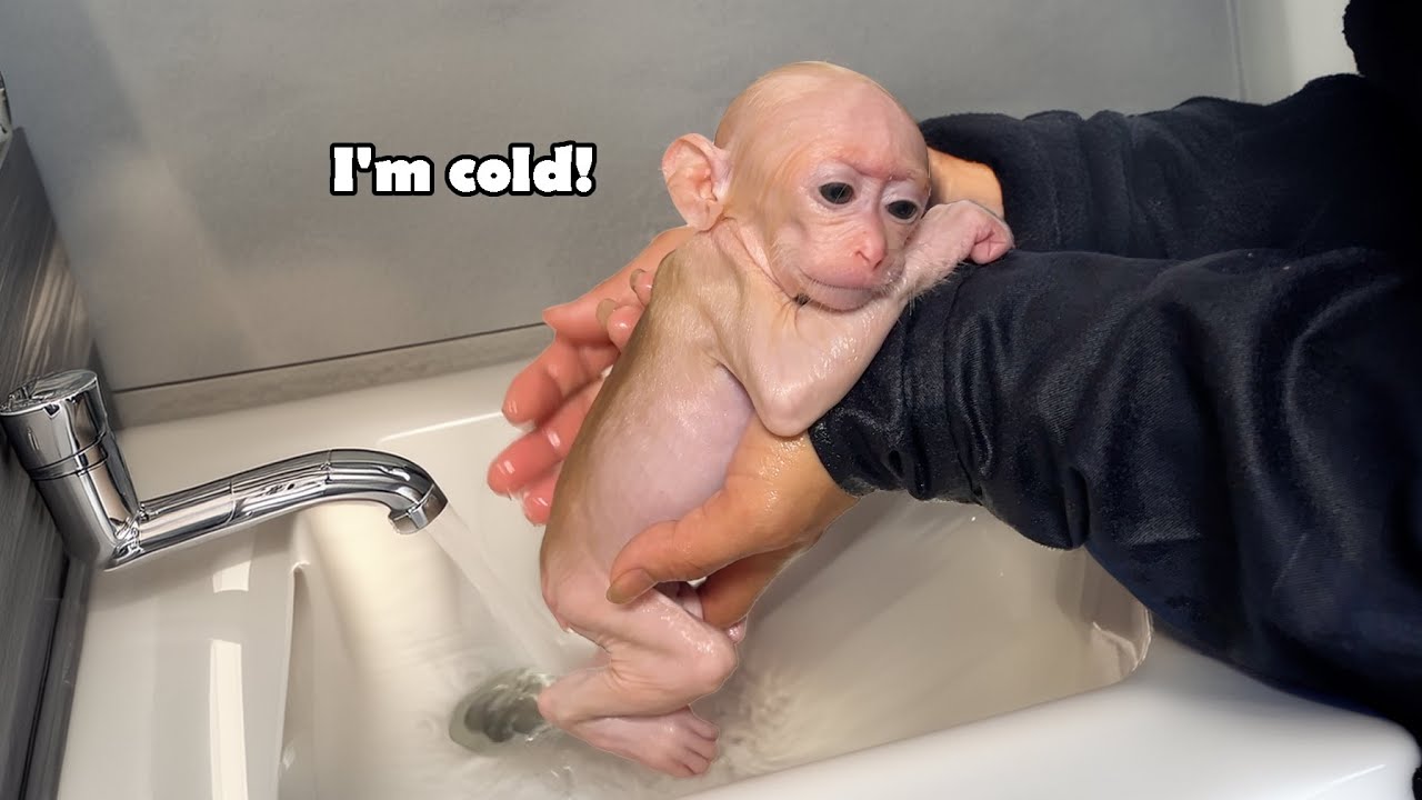 Всё ли в порядке с этой новорождённой обезьянкой после того, как я взял её к себе на день? 