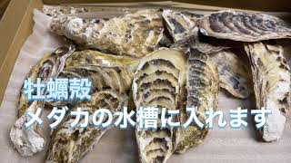 メダカ元気❗️牡蠣殻❗️