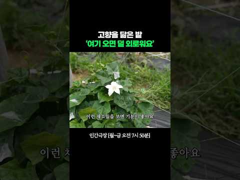 밭에서 만나는 내 고향 캄보디아 #인간극장ㅣKBS 260806 방송