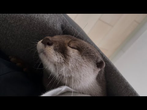 ??????? ?????????????? otter that starts nesting on the owner's back