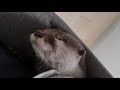 カワウソさくら 飼い主の背中で巣作りを始める otter that starts nesting on the owner's back