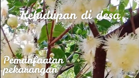 KEHIDUPAN DI DESA PEMANFAATAN PEKARANGAN RUMAH 