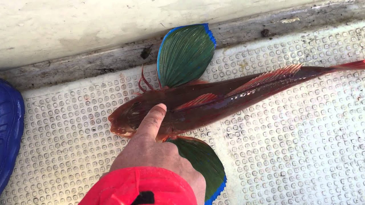 福浦のホウボウ 楽しいよ ホウボウのルアー釣り オレも釣り Redpeppers 福浦のホウボウ 楽しいよ ホウボウのルアー釣り オレも釣り Redpeppers