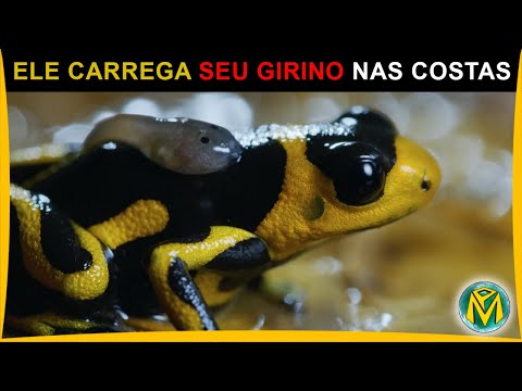Esse Sapo Carrega O FILHOTE nas COSTAS