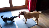 Minnie the Minx AKA Spit The Dog meets Dylan
