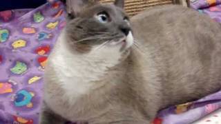 Ariel -- Bright & Bubbly Snowshoe Siamese Mix Adopted