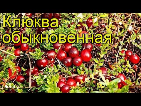 Клюква обыкновенная. Краткий обзор, описание характеристик, где купить саженцы oxycoccus macrocarpus