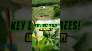 Will Key Limes Survive in Virginia? Growing Citrus Indoors