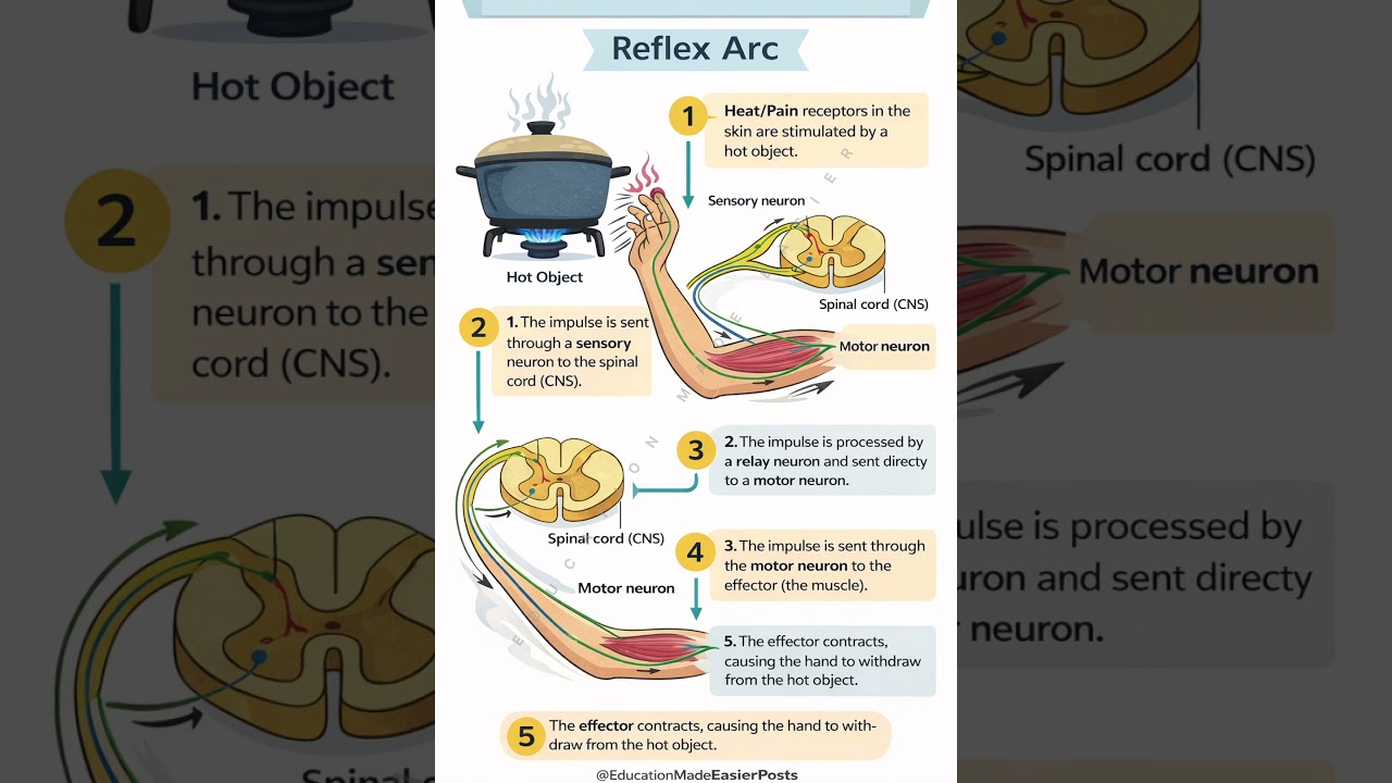 Reflex Arc | Explained in 5 Easy Steps | Class 10 Biology | Nervous System Made Simple  