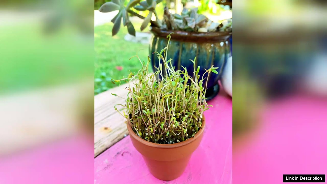 Sprouts/Microgreens Quinoa – Seeds Review