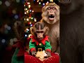 Christmas Cookie Disaster #monkeyfunny #christmasvibes