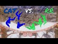 Cat vs rr  second best vs third best inter teams fight it out gorilla tag scrim