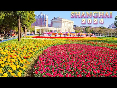 Shanghai's Best Tulip Gardens Walk Tour~Amazing Spring Travel in China 2024 上海最美的郁金香花园漫步之旅~都市春天赏花首选地