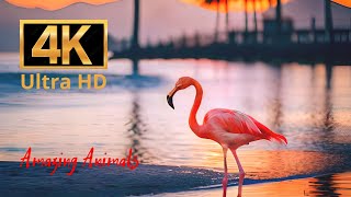 Graceful flamingo #24 | Amazing Animals 4K | Beautiful music screenshot 4
