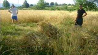 Andiamo A Mietere Il Grano