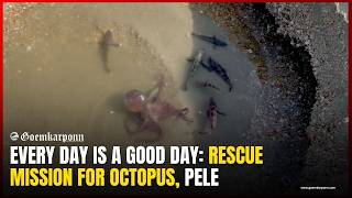 Every Day Is a Good Day: Rescue Mission for Octopus, Pele
