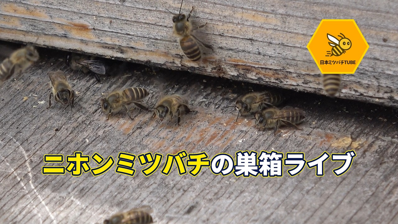 LIVE ニホンミツバチライブ 巣箱内映像＆巣門 ライブカメラ 夜はIR巣内