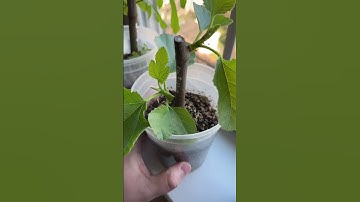 Oro Bianco Fig Propagation - Weird Traits Of A Young Fig Tree figcuttings #figtrees