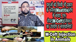 पशुओं को किसी भी प्रकार के थनैला(Mastitis)रोग से बचाए, एम- सेफ्ट(M-Ceft)इंजेक्शन का  उपयोग? screenshot 2
