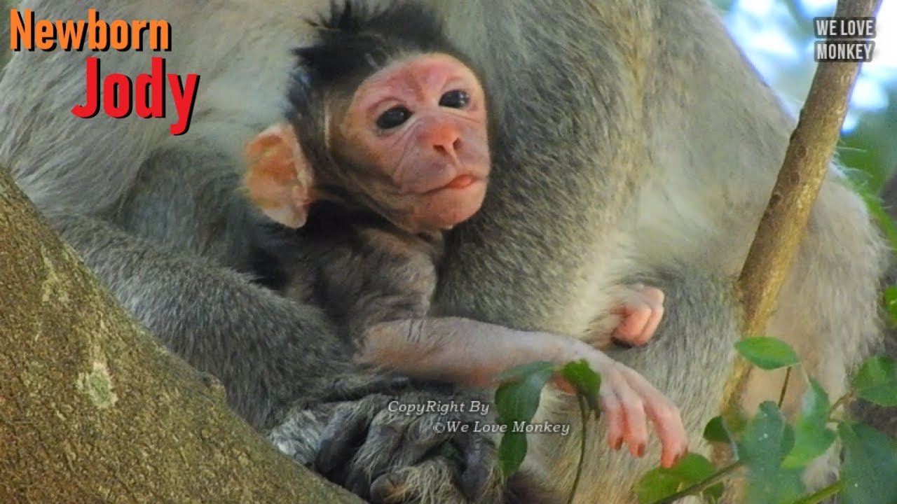 Monkey Jane is A Lucky Mom to Give Birth A Cute Boy Baby Monkey Jody, Jody Starts Seeing New