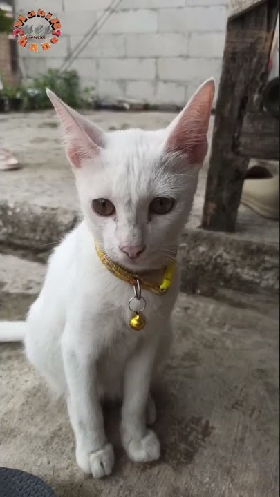 cio si meong kucing lucu lihat sesuatu😯