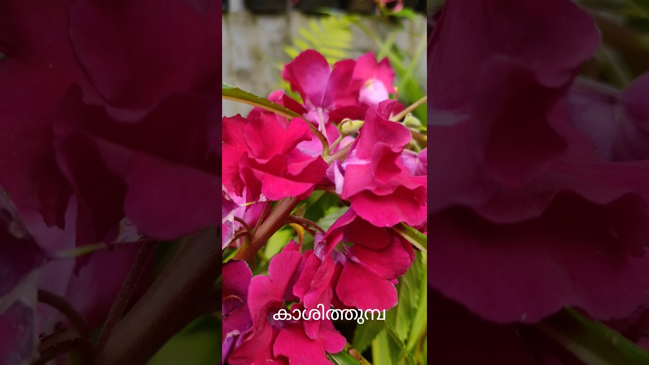 ഇത് കാശിത്തുമ്പ കാലം.ഓണത്തിന് പൂക്കളം ഇടാൻ. #homegarden