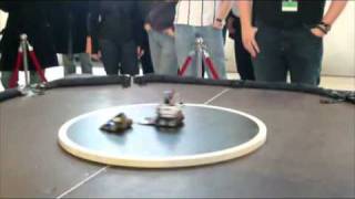 Best of Sergeant Pain (Mini Sumo Class)