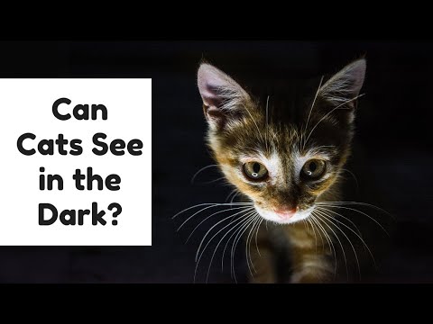 Can Cats See