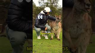 This Kangaroo Got So Jealous! 🦘#WildlifeEncounters #AnimalLovers #Shorts #TrendingAnimals