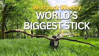 Walter hält das Wolfsrudel auf Trab 🐾 Wolfsrudel-Woche | Das Leben mit einer Staffordshire-Terrie...