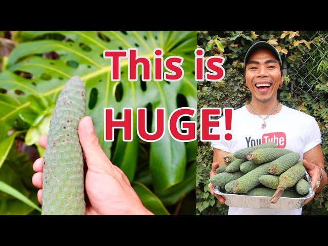 How to Harvest Wild Monstera fruit in Hawaii ! #hawaiianmonstera - YouTube