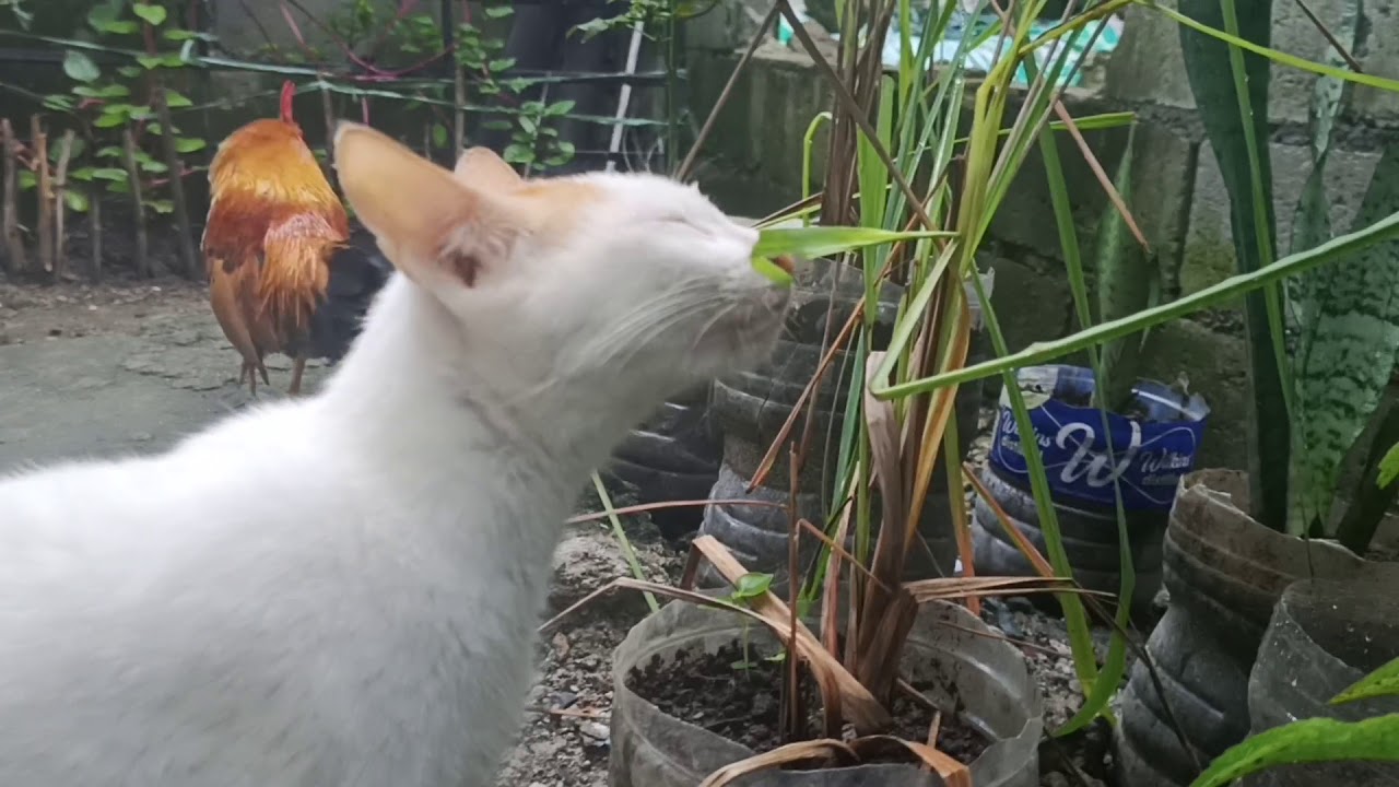Cat eats lemongrass YouTube
