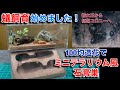 【DIY】アリ飼育始めました！！初期コロニー用ミニテラリウム風w石膏巣作ってみた！