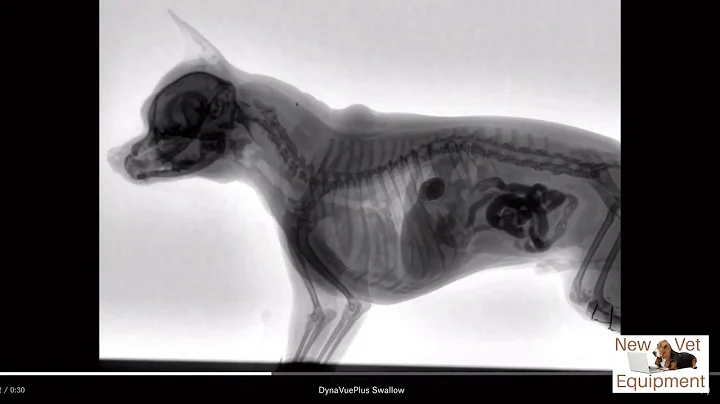 Veterinary Fluoroscopy - Watch the Swallow!