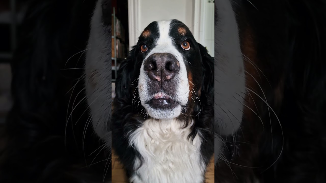Bernese Mountain Dog loves showing his teeth 