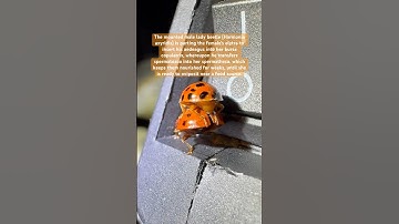 Exactly how ladybugs make more ladybugs!