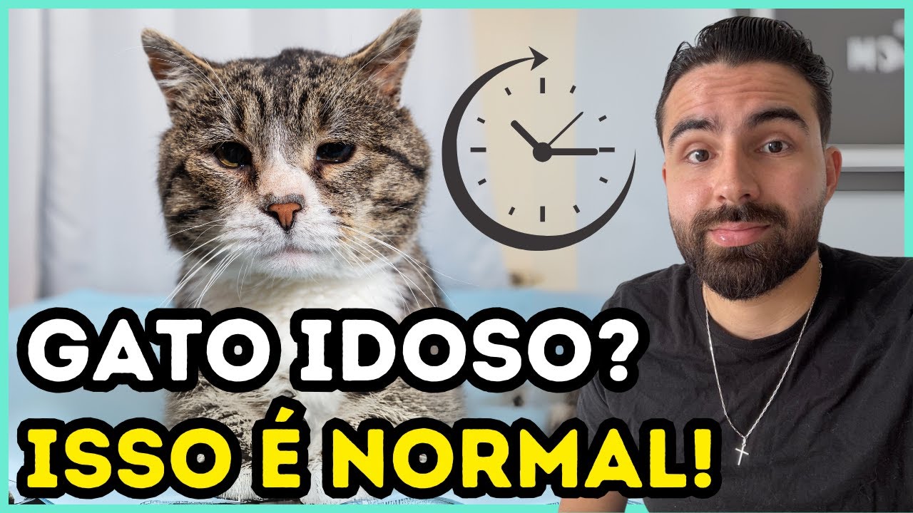 Quando Um Gato ENVELHECE, é Normal Que Ele Fique ASSIM! - YouTube