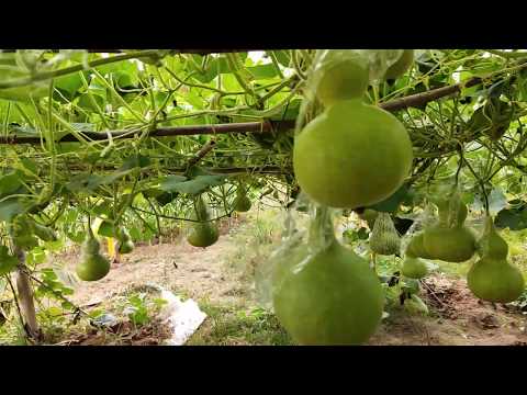 Video Hướng dẫn trồng bầu hồ lô sai trĩu quả - youtube