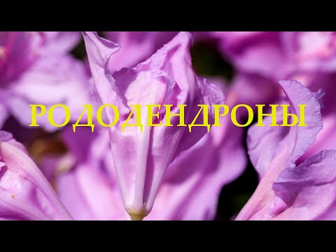 Video: Rhododendron: Geheime Van Oorvloedige Blom