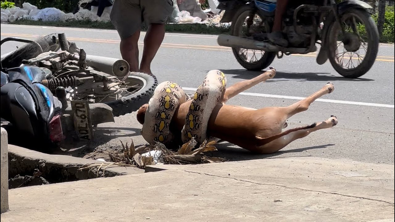 La víbora 🐍| Broma - 🤣🤣🤣
