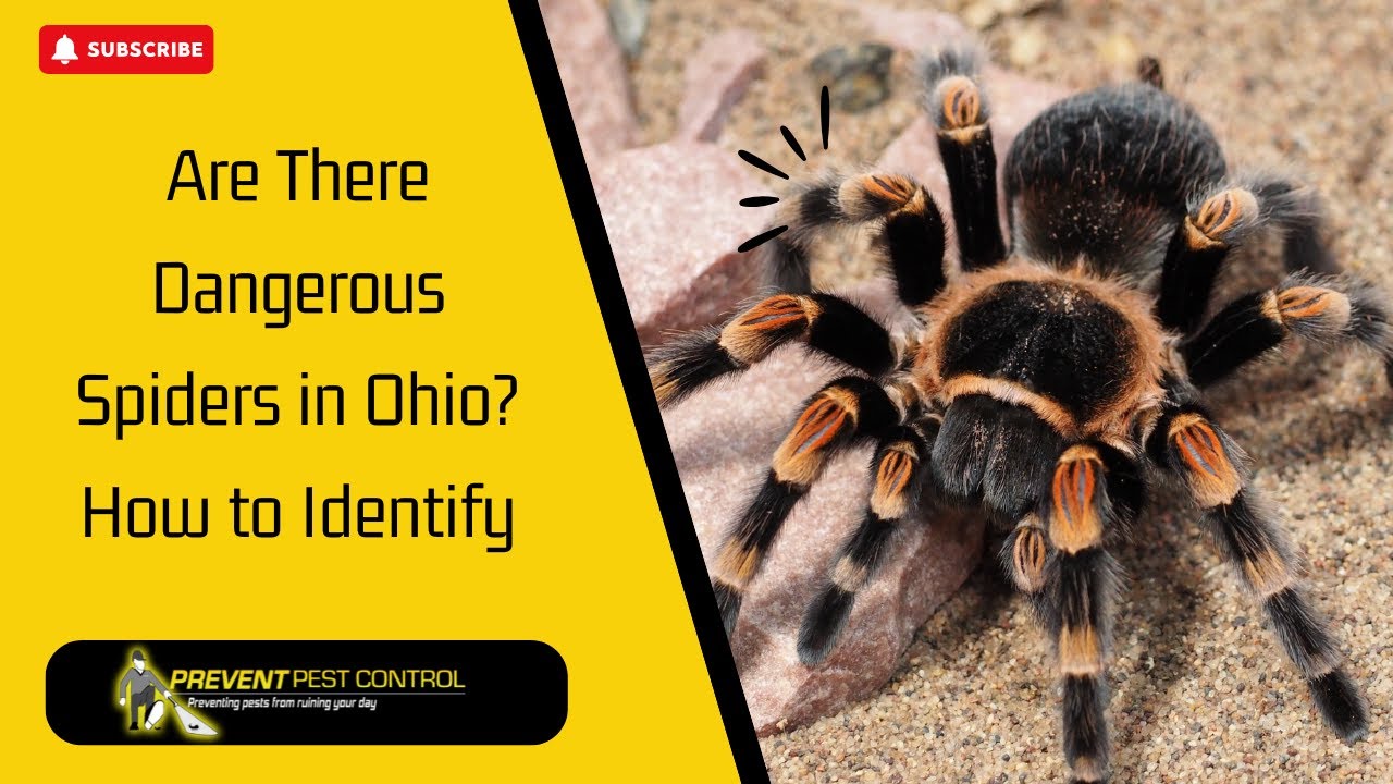 Are There Dangerous Spiders in Ohio  How to Identify