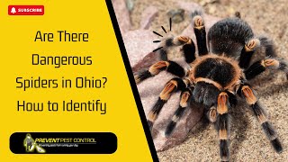 Are There Dangerous Spiders in Ohio  How to Identify Ohio Bridge Infested With Spiders