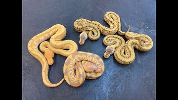 Cryptic/Crypton Ball Python Update + egg cutting!