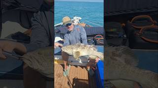 Absolute Monster of a Rock Cod - Ocean Jigging #fishing
