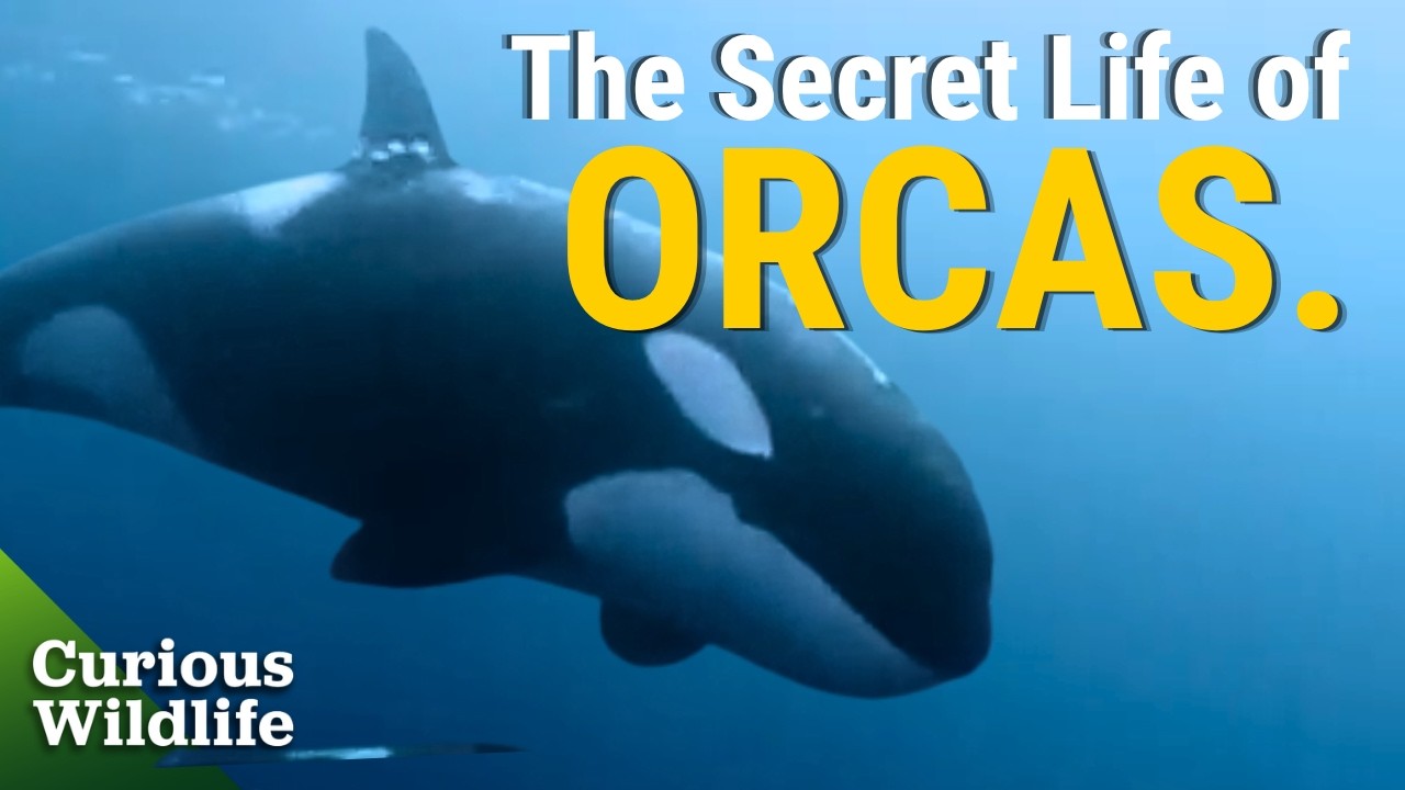 The Incredible Journey of a Baby Orca | Rare Wildlife Footage | Killer ...