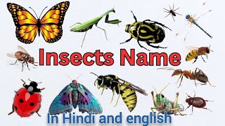 insects name|kide makode ka naam|insects|learn insects name